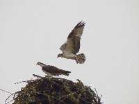Osprey flying practice - Kooskia